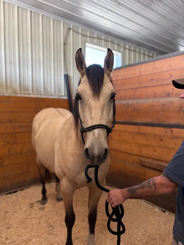 buckskin mare in Horses & Ponies for Rehoming in Edmonton - Image 5