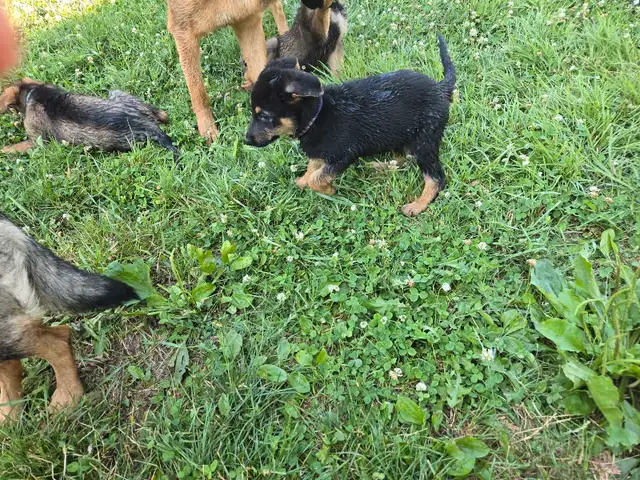 GERMAN SHEPHERD PUPPIES PURE BREED READY to go in Dogs & Puppies for Rehoming in St. Catharines - Image 8