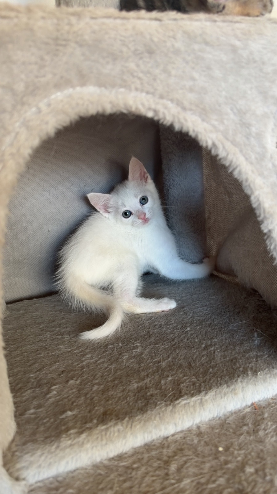 kittens for rehoming | Cats & Kittens for Rehoming | Richmond | Free ...