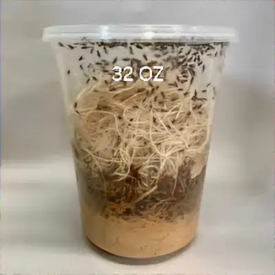 Fruit Flies/ Springtails , View more