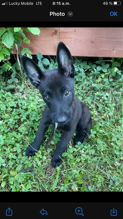 Malinois VKH Chiot Jet Black ou Charbonner, View more