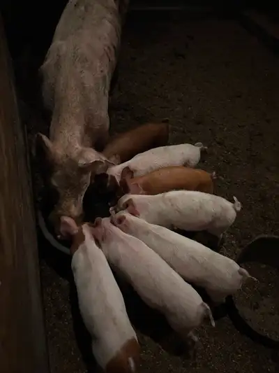 Piglets, View more