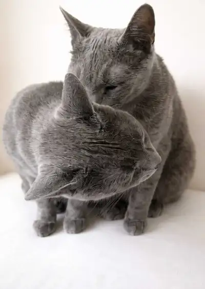 Russian Blue Sisters, View more