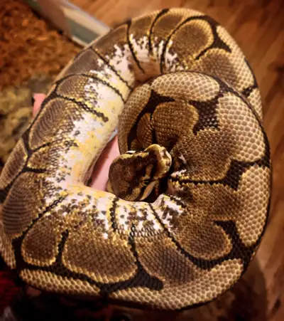 Spider Ball Python, View more