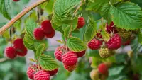 Various size of raspberry plant for sale $3-$15