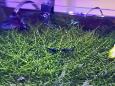 Dreamy blue aquarium shrimp for sale, View more