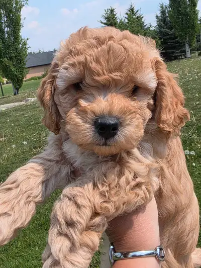 1 beautiful Minature Poodle pup is ready for his furever home! A true hypoallergenic, nonshedding br...
