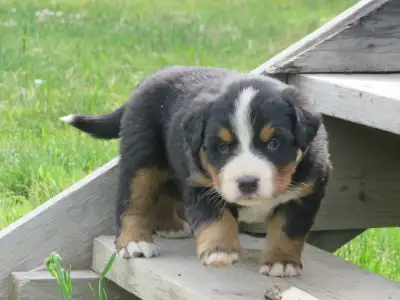 Strikingly Beautiful Bernese Mtn Puppies!, View more
