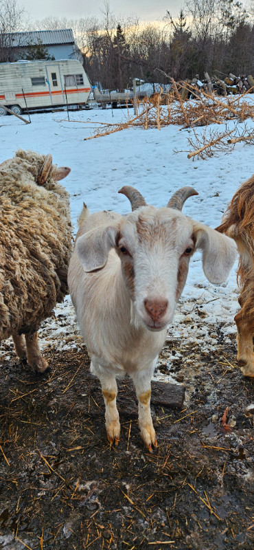 Sheep/lambs/goats in Livestock in Peterborough - Image 4