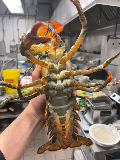 Asian chef  is Looking for a Job, View more