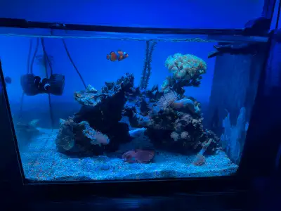 Fluval EVO 13.5 Saltwater Aquarium – Fully Stocked + Premium Upg, View more