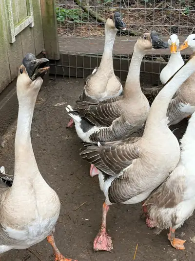2 geese goslings for sale , View more