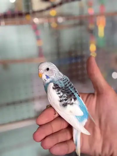 Budgies Conure Cockatiel Canary Perruche Cage Birds Parrot finch, View more