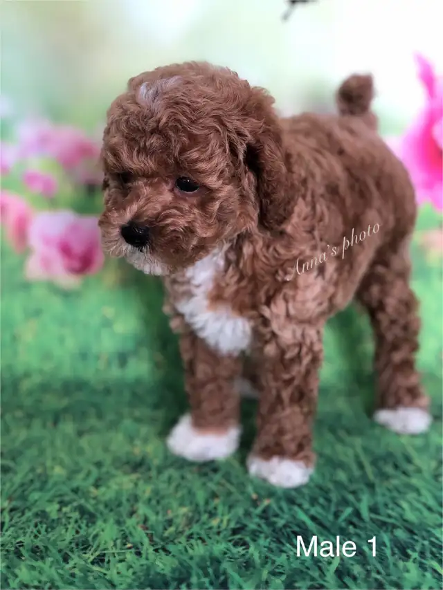 Pure Toy and Tiny Toy  poodle males in Dogs & Puppies for Rehoming in City of Toronto - Image 5