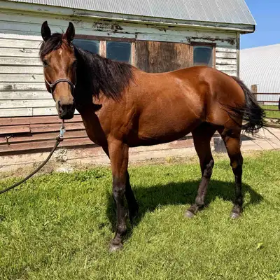 Thoroughbred mare for sale!, View more