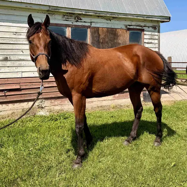 Thoroughbred mare for sale! in Horses & Ponies for Rehoming in Edmonton - Image 2