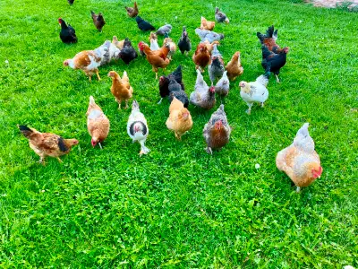 Pair (1 hen & 1 rooster) $40/pair. Trio (2 hens & 1 rooster) $60/trio. Several to choose from. They’...