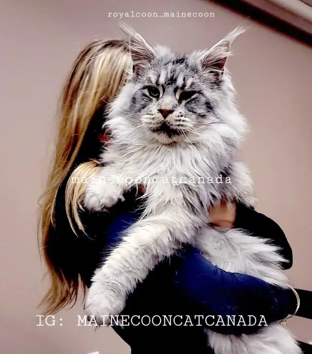 Blue & Black Smoke MAINE COON in Cats & Kittens for Rehoming in Oakville / Halton Region - Image 2