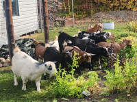Adorable Nigerian Dwarf Goats for Sale – A Bundle of Joy for You
