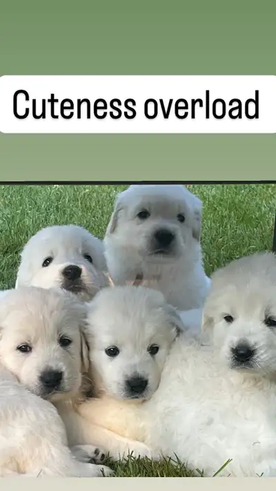 Rare Tatra Puppies – Unique, Loyal Guardians for Farm or Family, View more