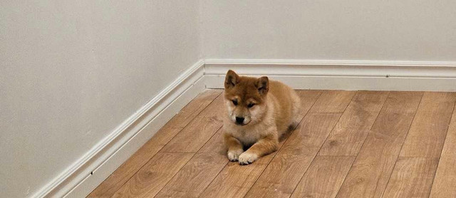 Shiba inu pur race purebreed Shiba inu dans Chiens et chiots à adopter  à Ville de Montréal