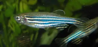 Zebra Danio fish for rehoming, View more