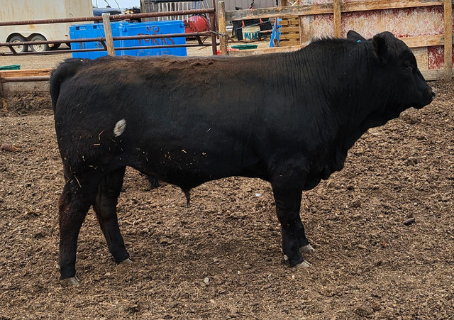 Yearling Gelbvieh Bulls For sale in Livestock in Medicine Hat - Image 4