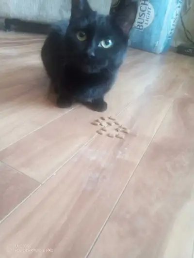 Beautiful cat she's a little over a year also comes with cat food, litter box & she's a indoor cat.