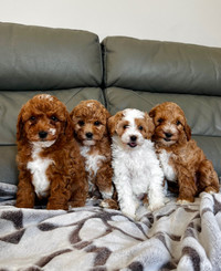 Chiot toy cavapoo puppy (cavalier King Charles / caniche)