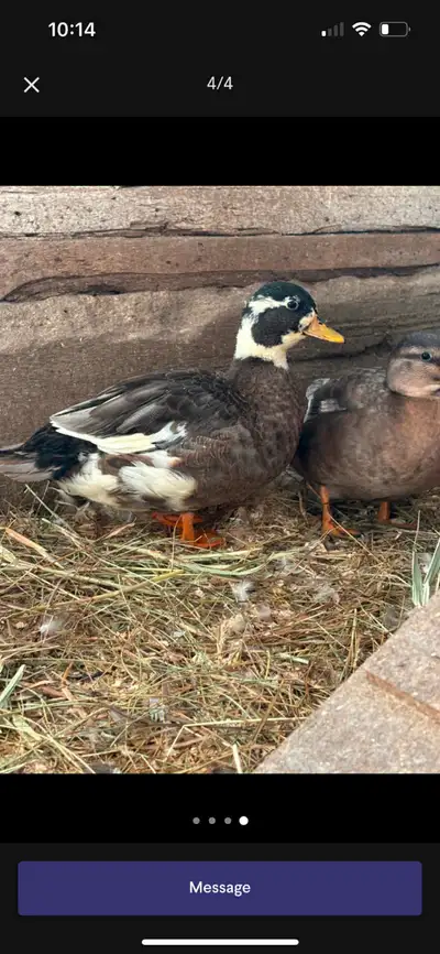 Call ducks, View more