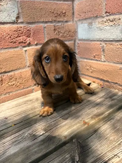 Mini Dachshund, View more
