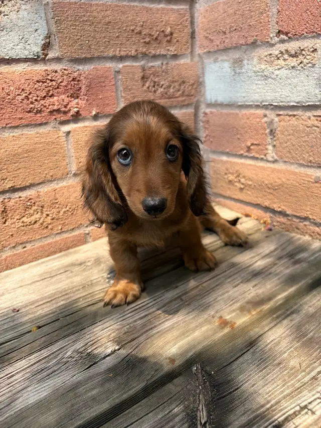 Mini Dachshund in Dogs & Puppies for Rehoming in Markham / York Region - Image 2