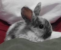 Holland lop bunny and cage