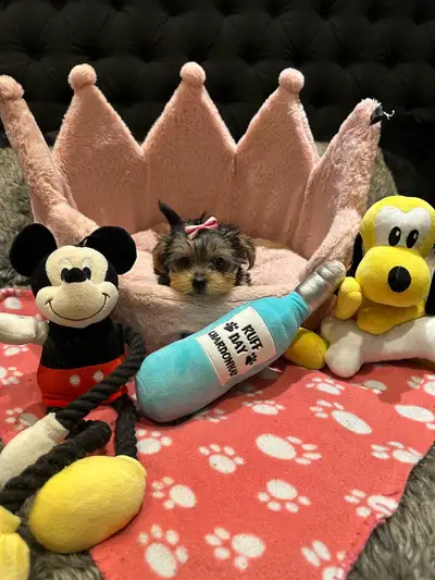 Adorable Purebred Home Raised Yorkie Puppy ready for her forever home! This precious pup is very sma...