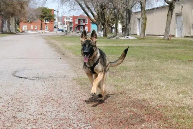 Merveilleux chiots Berger Allemand Pure Race ! in Dogs & Puppies for Rehoming in City of Montréal - Image 11