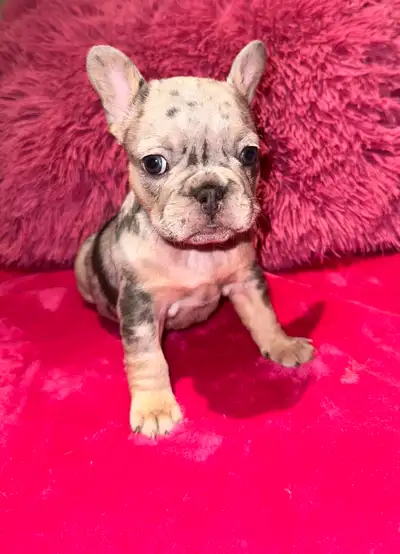 Fluffy Frenchie for Sale, View more