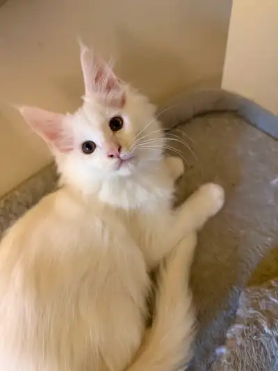 ✨Superbes chatons Mainecoon ✨, View more