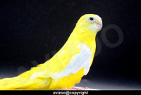 TURQUOISINE FEMELLE DISPONIBLE