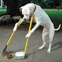 Dog poop removal - Niagara area
