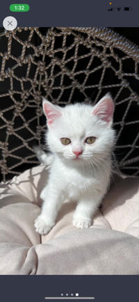 British Shorthair/Scottish Fold Kitten