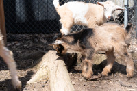 Registered Nigerian Dwarf Buckling (Blue eyed)