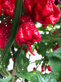 Carolina Reaper And Chocolate Trinidad Scorpion Peppers