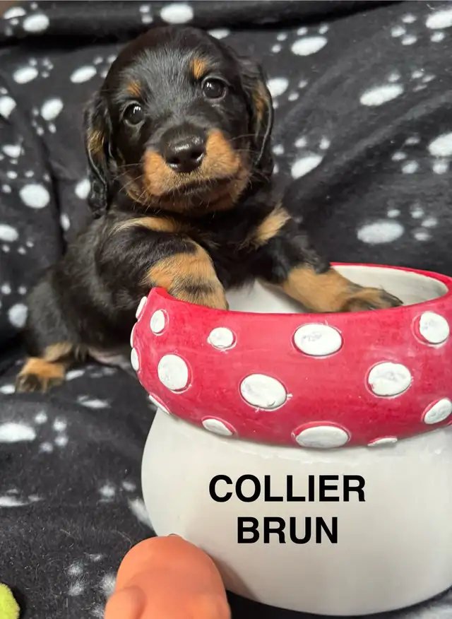 teckel poil long in Dogs & Puppies for Rehoming in Granby - Image 8