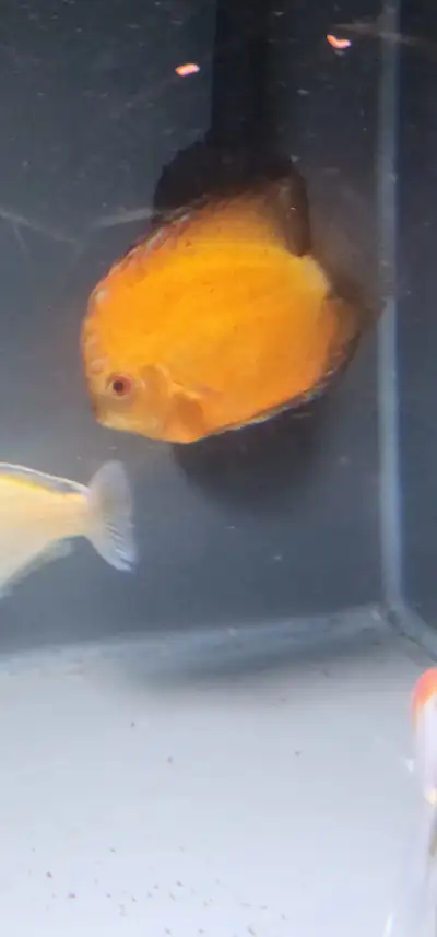 Discus fish for sale, View more
