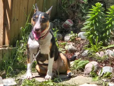 BULL TERRIER, View more