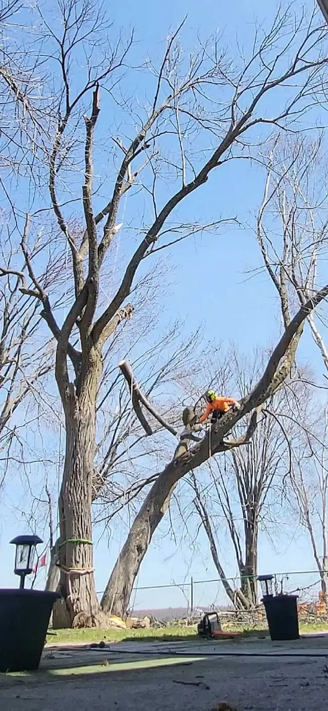 Tree Pruning And Removal 647 654-1884 in Lawn, Tree Maintenance & Eavestrough in City of Toronto - Image 6
