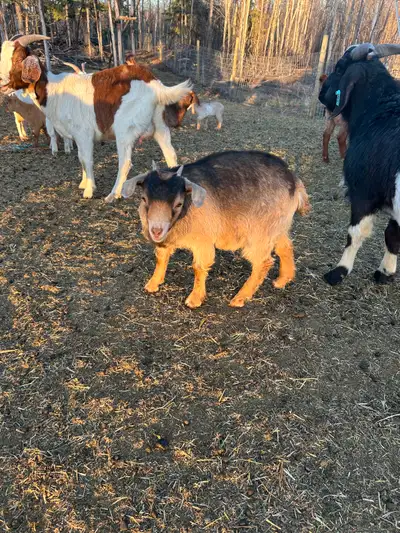 Goats, View more