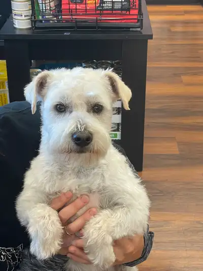 White Miniature Schnauzer Male For Sale, View more