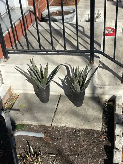 Snake Plant, View more