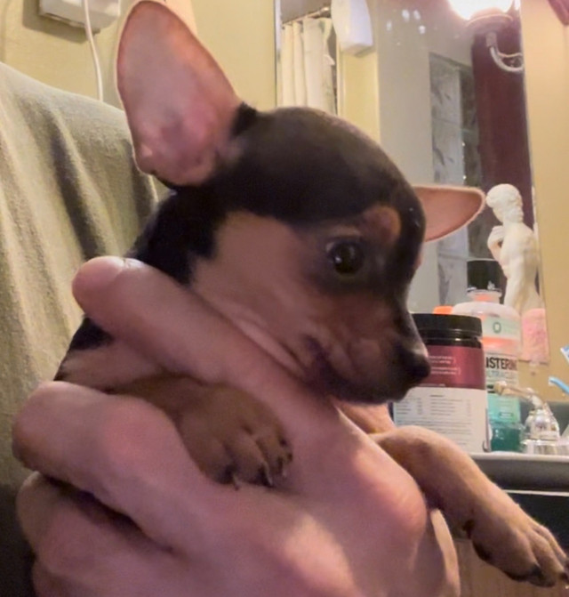 Adorable dear head chihuahua in Dogs & Puppies for Rehoming in Ottawa - Image 3